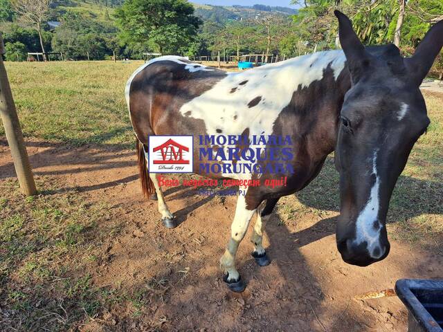 #487 - Haras para Venda em Itatiba - SP - 2